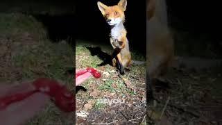 Feeding a Fox 
