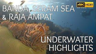 Banda Sea Seram Sea and Raja Ampat - Scuba Diving Underwater Highlights - 4k HDR