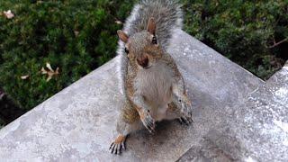 Adorable how the squirrels listen to their human