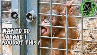 Baby Orangutan Milestone - Jarangs Amazing Feat 