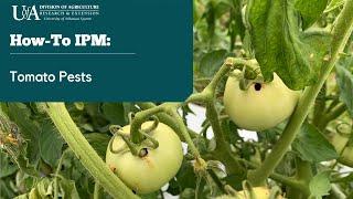 How-To IPM Tomato Pests