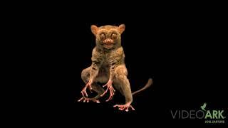 A Horsfield’s tarsier Cephalopachus bancanus borneanus at Taman Safari in Indonesia.