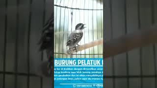 pelatuk beras paling gacor