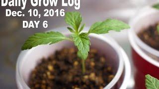 Daily Cannabis Grow Log - Dec.  10