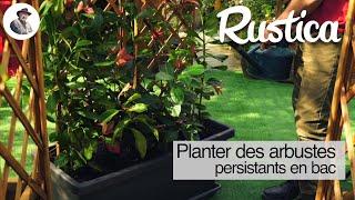 Terrasse  planter un arbuste persistant en bac