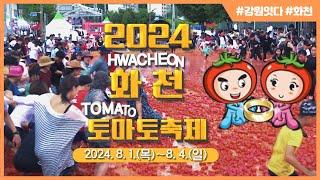 강원잇다 x 화천 토마토속 황금반지를 찾아라 2024화천토마토축제