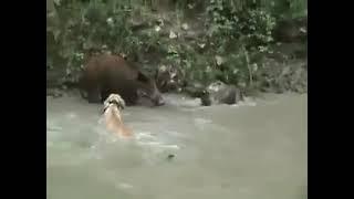 wild boar hunting with dogs Dogo Argentino