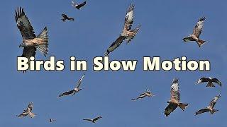 Birds Flying in Slow Motion ⭐ 8 HOURS ⭐