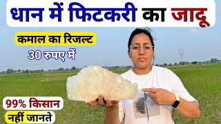 धान में फिटकरी का सही उपयोग  potassium aluminium sulfate uses in farming  dhan me fitkari ka upyog