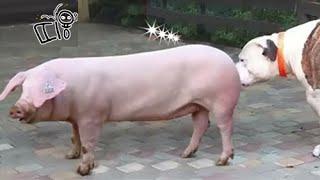 لا يصدق كلب وخنزير  هل يمكن ان يكون هذان اصدقاء شاهد معنا  dog and pig