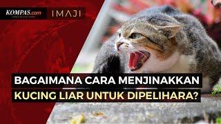 Begini Cara Menjinakkan Kucing Liar agar Bisa Dipelihara