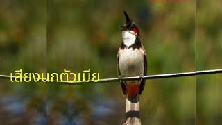 นกหัวจุก birds - เสียงนกกรงหัวจุกตัวเมียดังฟังชัดกระตุ้นนกตัวผู้หรือใช้ต่อคู่...