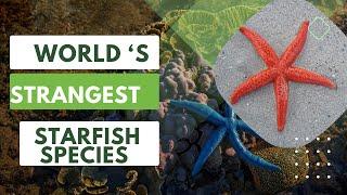 Worlds Strangest Starfish Species