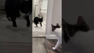 Two-Legged Cat Cant Stop Zooming  The Dodo