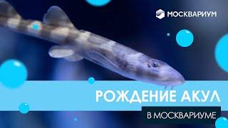 Рождение акул в Москвариуме