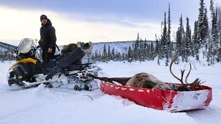 FULL Season Winter Caribou Hunt  ALASKA 2023-2024