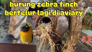 akhirnya burung zebra finch bertelur lagi di aviary