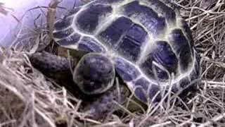 Horsfield Tortoise - George yawning