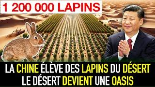 INCROYABLE La Chine élève 1 200 000 lapins dans le désert pour transformer le désert en oasis 