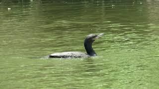 Pato Mergulhão pescando