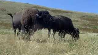 Montana buffalo mating season