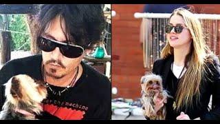 Johnny Depp Amber Heard Apologize for Smuggling Dog