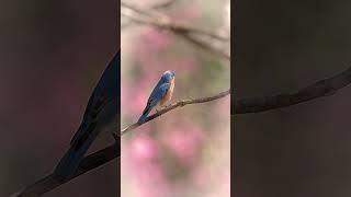 Cool Effect Bird Chirping in Watercolor
