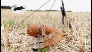 HUNTING ROEBUCK IN JULY 2024 - Special trophy