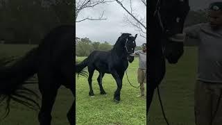 Breeding Walk #Friesian #Stallion #Breeding #Horses @zervaszer #Best #Dreamhorse