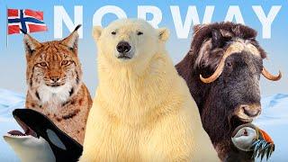 The Wildlife Enthusiast’s Guide to Norway