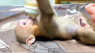 Baby monkey Miker drink milk and sleep near mommy