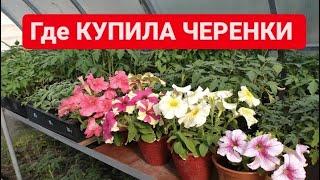 Где КУПИЛА ЧЕРЕНКИ вегетативной Петунии Гвоздики остеспермум Начало