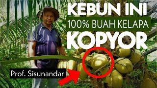 4 Hektar Kebun Kelapa Kopyor Terluas di Banyumas 700 Pohon Buah Kelapa Paling Enak Berharga Mahal