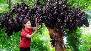 Harvesting Palm Fruit to sell - Rich fruit at up the hill  Ella Daily Life