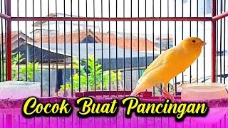 kenari gacor cocok buat pancingan dan masteran suara panjang