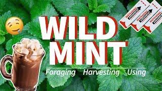 Foraging for Wild Mint 