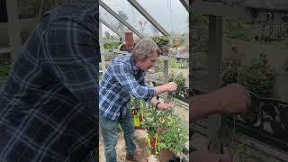 David Domoney Vine up your tomato growing #gardening #garden #plantingtips #advice