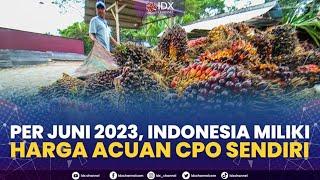 Per Juni 2023 Indonesia Miliki Harga Acuan CPO Sendiri  MARKET REVIEW 26012023