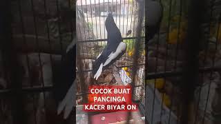 KACER GACOR #bird #kicaumania #birdlovers #kicau #burungkicau #fypシ #birds #fy #fyp #kacer