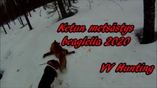 Ketun Metsästys Beaglella Fox Hunting With Beagle 2020 Jakso 2