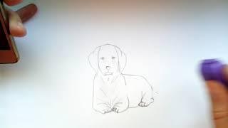 Как нарисовать собаку лабрадораHow to draw a dog Labrador?