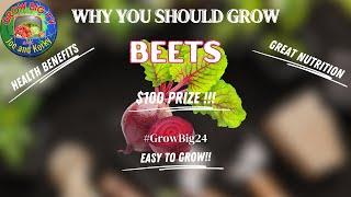 WHY YOU SHOULD GROW BEETS $100 PRIZE by @GrowBigTVwithJoeandKorky #growbig24
