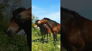  Beautiful Couple HorseLovely Moment #shorts #viralshorts #shortvideo #yahooanimal