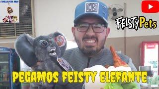 Conseguimos pegar o feisty pets que a gente mais queria... ele é lindo @FeistyFilms