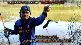 Lele dumbo umpan mancing Toman terampuh di dunia Umpan anti boncos