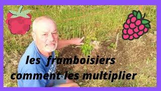 les framboisiers plantation et multiplication