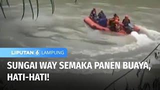 Panen Buaya Hati-hati Jika ke Sungai Way Semaka  Liputan 6 Lampung