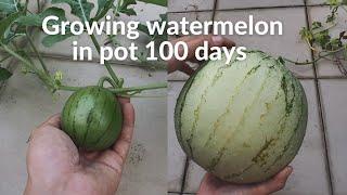 100 Days - Grow Watermelon in Pot  Seed to Harvest