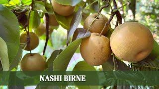 Nashi Birne - ein exotisches Obst im Verlauf des Jahres