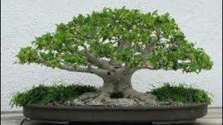 Bonsai kiçik ağaclar